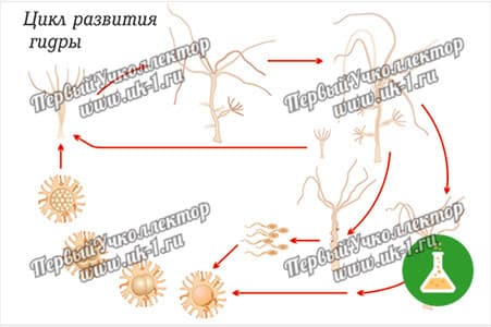 Модель-аппликация Строение и цикл развития гидры — фото 1