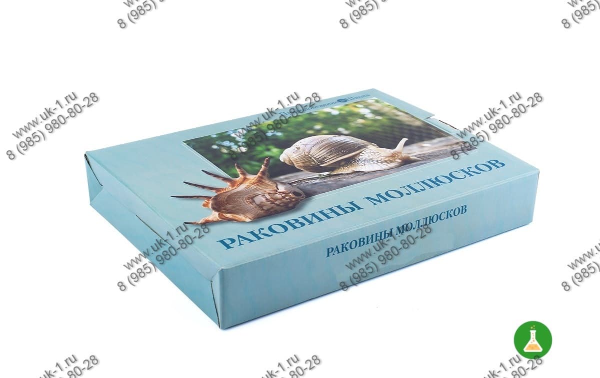 Коллекция Раковины моллюсков