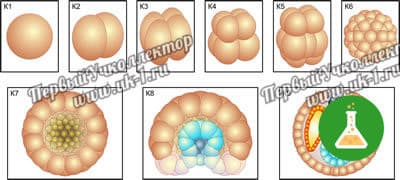Модель-аппликация Размножение и развитие хордовых — фото 1