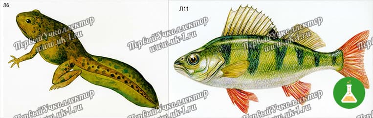 Модель-аппликация Цикл развития лягушки и костной рыбы