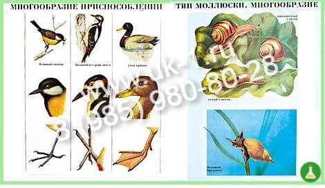 Таблицы биология животные 20шт ламинированные — фото 1