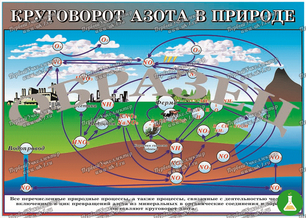 Таблица круговорот азота в природе винил 1000 1400