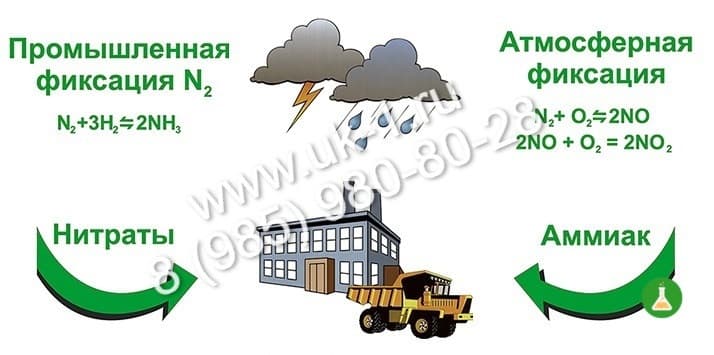 Модель-аппликация Биогенный круговорот азота в природе — фото 1