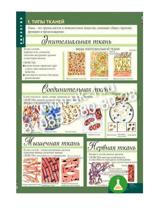 Таблицы Биология 10-11 классы. Цитология. Генетика. Селекция (12 шт.) — фото 1