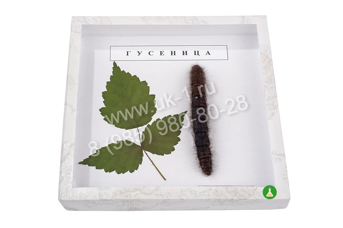 Коллекция гусеницы на кормовых растениях — фото 1